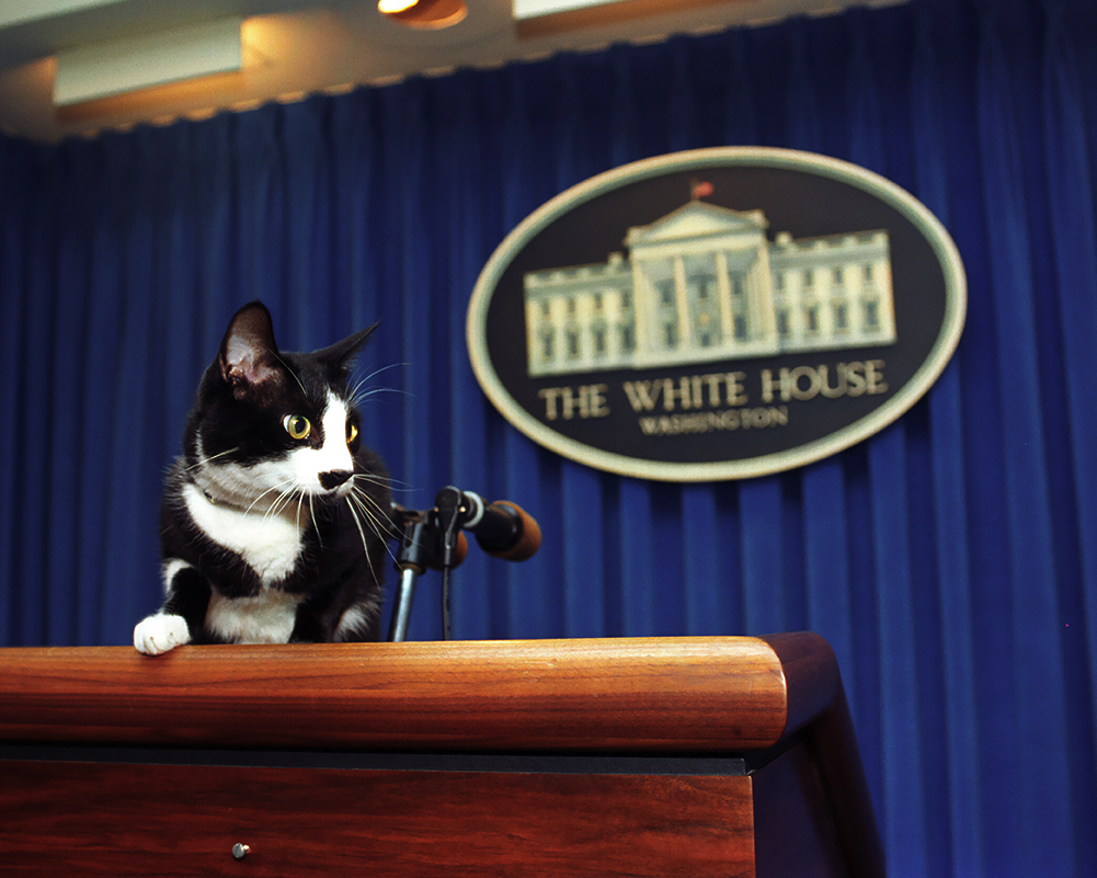 Socks Clinton, of the Clinton Administration, at the White House.